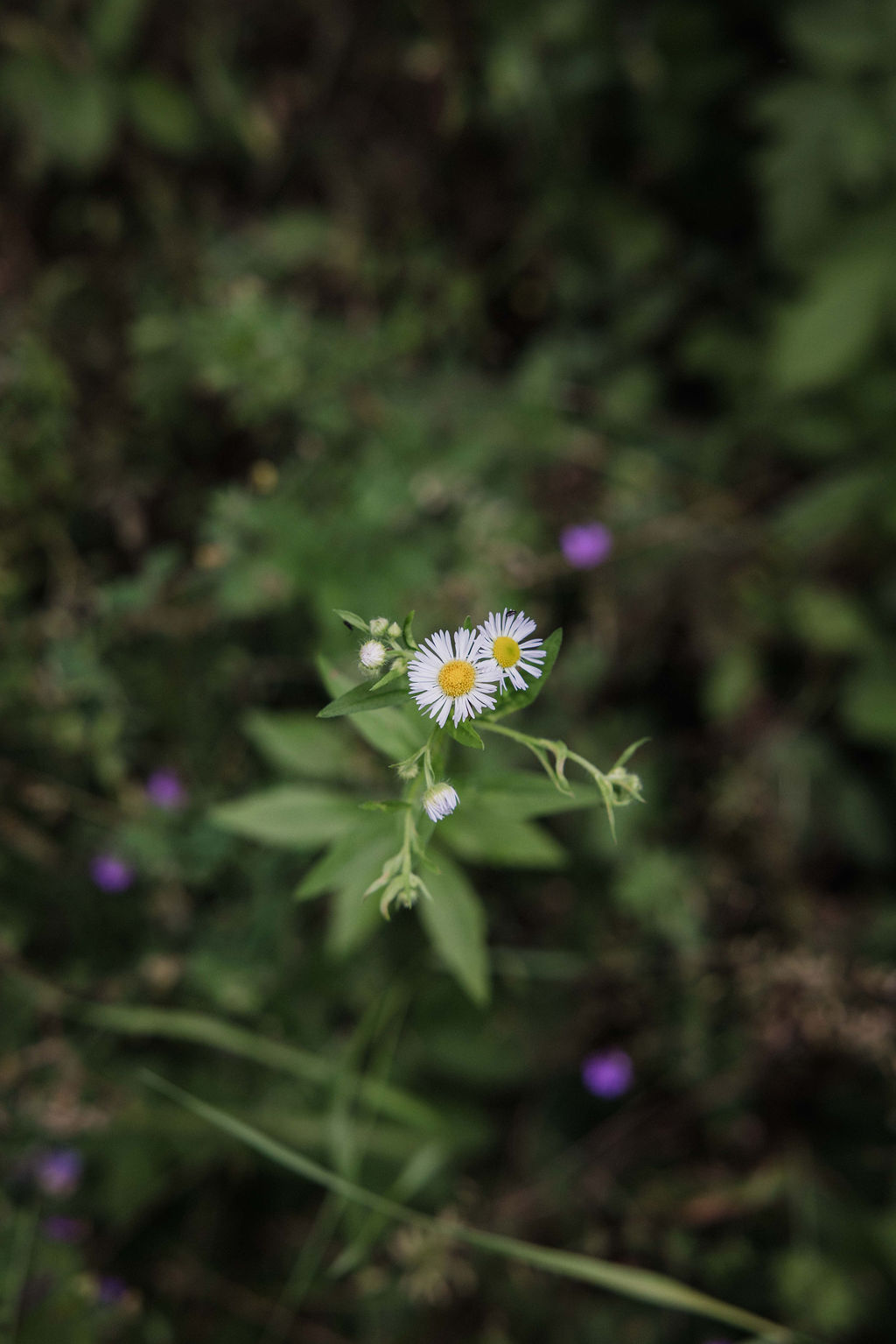 2026-06_JosephHonig-8311